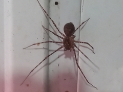 Scytodes globula