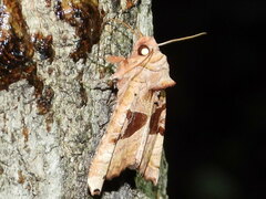 Phlogophora periculosa