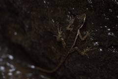 Anolis oxylophus