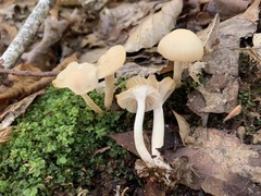 Cuphophyllus borealis