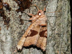 Phlogophora periculosa