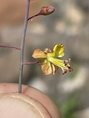 Hoffmannseggia intricata