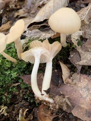 Cuphophyllus borealis