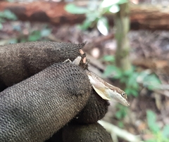Anolis rodriguezii