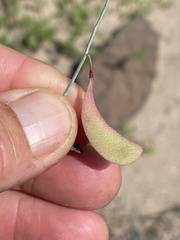 Hoffmannseggia intricata