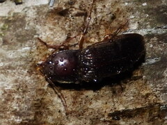 Hemicrepidius nemnonius