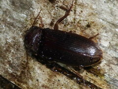 Hemicrepidius nemnonius