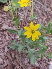 Engelmannia peristenia