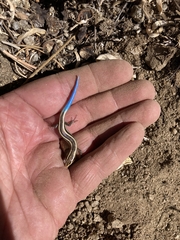 Plestiodon skiltonianus