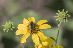 Acmaeodera flavomarginata