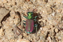 Cicindela splendida