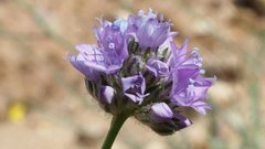 Gilia capitata abrotanifolia