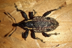 Hylobiina