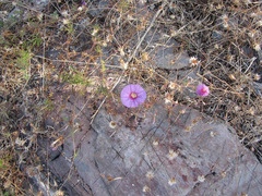 Ipomoea ternifolia