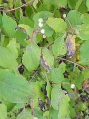 Cornus drummondii