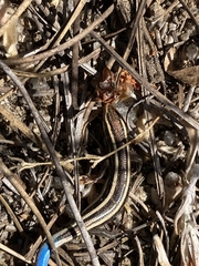 Plestiodon skiltonianus