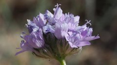 Gilia capitata abrotanifolia