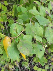 Cornus drummondii