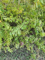 Cornus drummondii