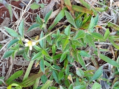 Tridax procumbens