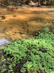 Azolla