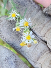 Symphyotrichum lanceolatum