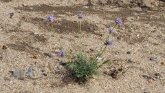 Gilia capitata abrotanifolia