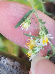 Symphyotrichum lanceolatum
