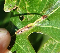 Macrodiplosis majalis