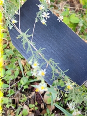 Symphyotrichum lanceolatum