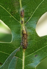 Macrodiplosis majalis