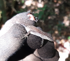 Anolis rodriguezii