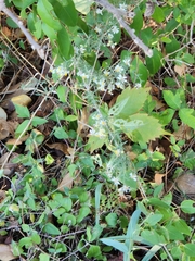 Symphyotrichum lanceolatum