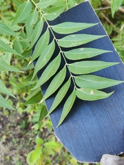 Sapindus drummondii