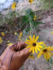 Helianthus angustifolius