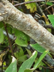Sapindus drummondii