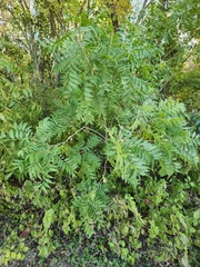 Sapindus drummondii