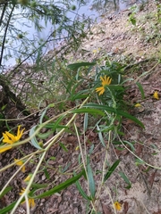 Helianthus angustifolius