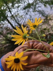 Helianthus angustifolius