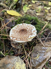 Echinoderma asperum