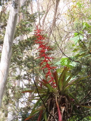 Tillandsia guatemalensis