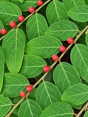 Breynia racemosa observed 2022-10-08