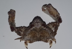 Heterocrypta