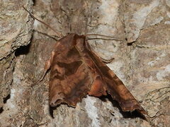 Phlogophora periculosa