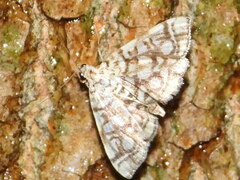 Lygropia rivulalis