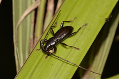 Blaxotes wollastoni