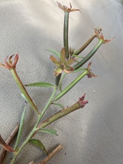 Ludwigia leptocarpa