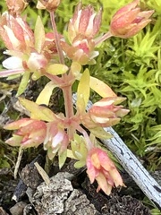 Crassula decumbens