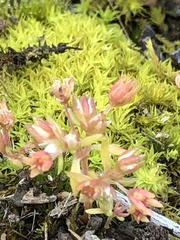 Crassula decumbens