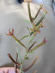Ludwigia leptocarpa